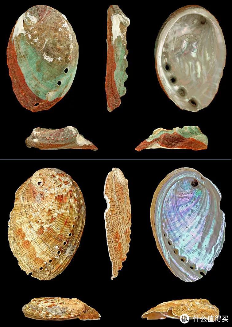 上：皱纹盘鲍的贝壳；下：杂色鲍的贝壳。图片：H. Zell / Wikimedia