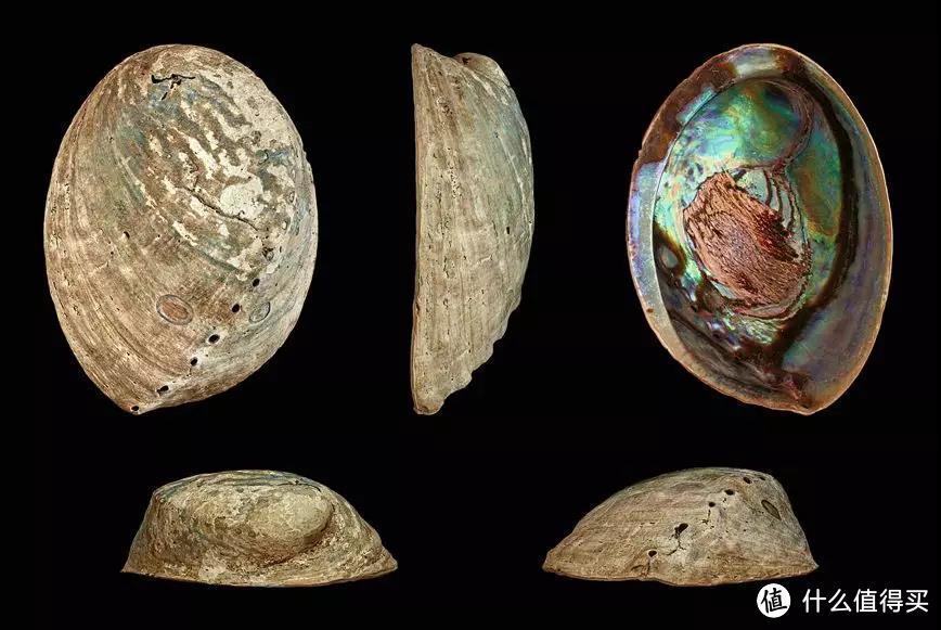 黑足鲍的贝壳。图片：H. Zell / Wikimedia