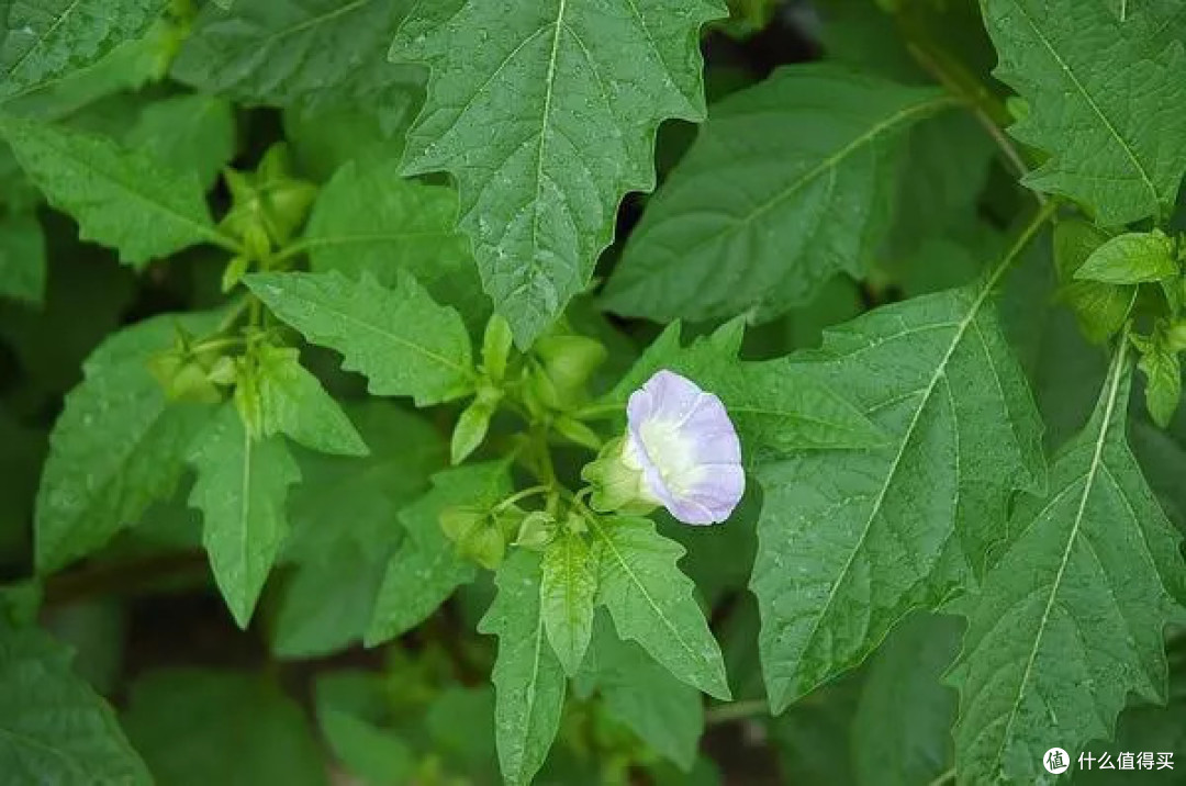 冰粉树,学名假酸浆,是一种原产于秘鲁的植物