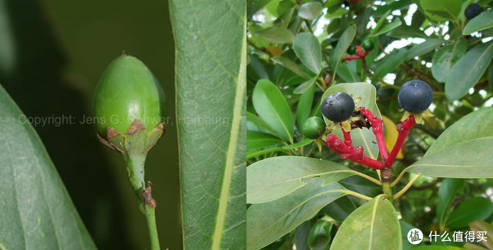 左：楠属白楠（Phoebe neurantha），其花被片紧贴果实；右：润楠属红楠（Machilus thunbergii）的果实，其花被片反卷。图片：Jens G. Rohwer / myspecies.info；alchetron.com