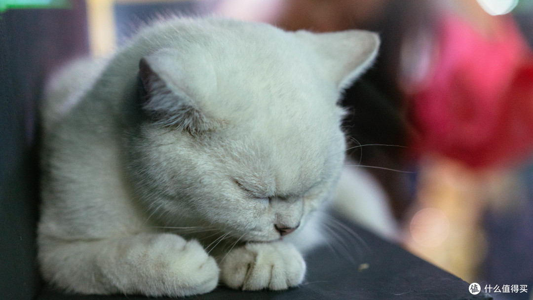 猫咪基本一个个都是萎靡不振