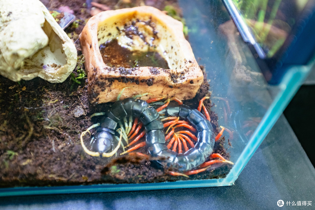 炫彩足蜈蚣……还是有点吓人的