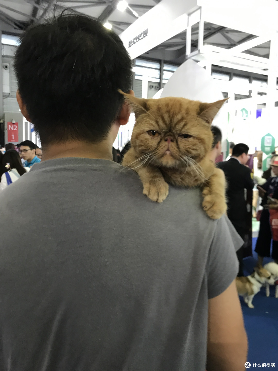 这只扁脸猫的表情看上去好忧桑