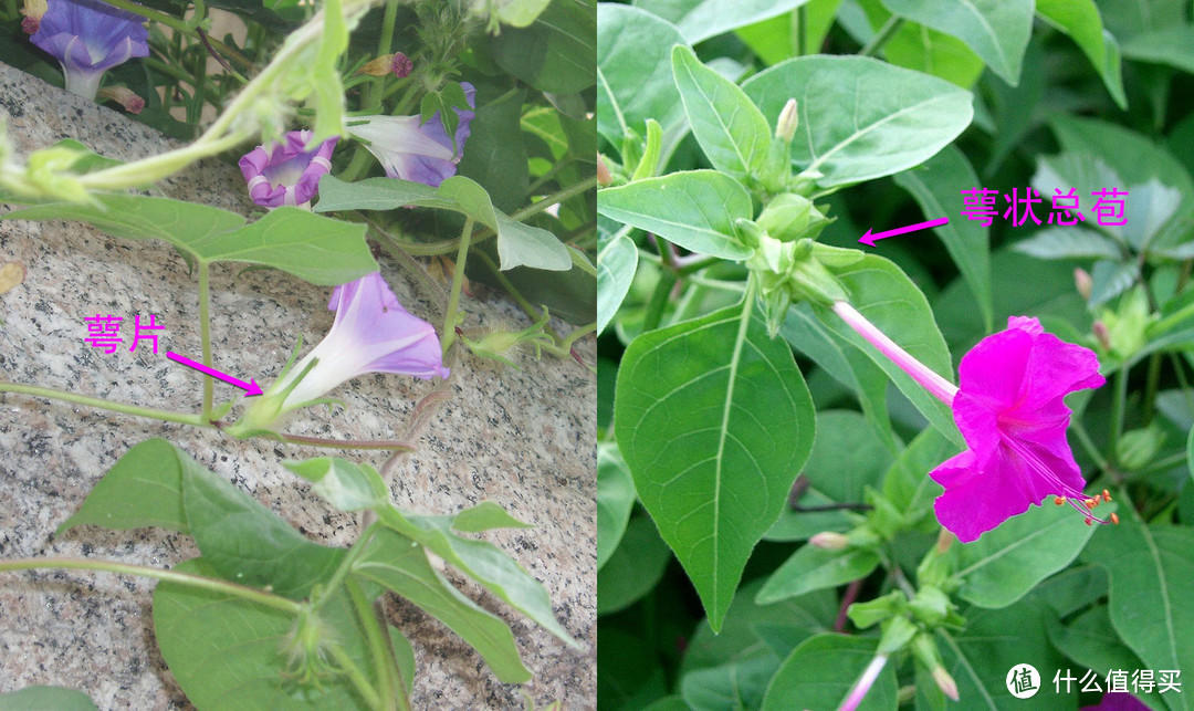 牵牛（左）与紫茉莉（右）。图片：Fanghong & KENPEI / wikimedia