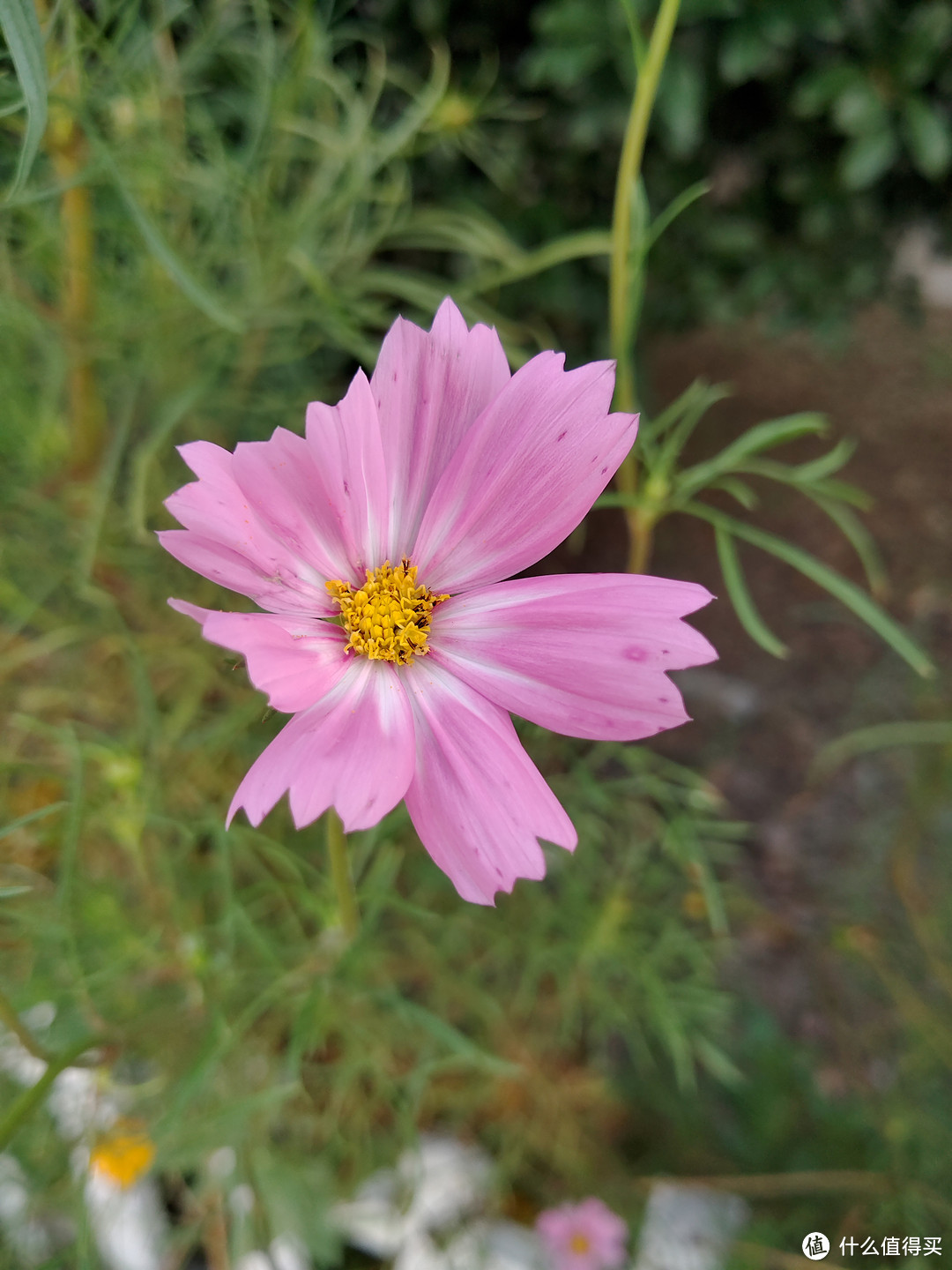 一朵小野花