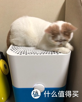 打败雾霾天的竟然是TA？猫奴必备Blueair空净