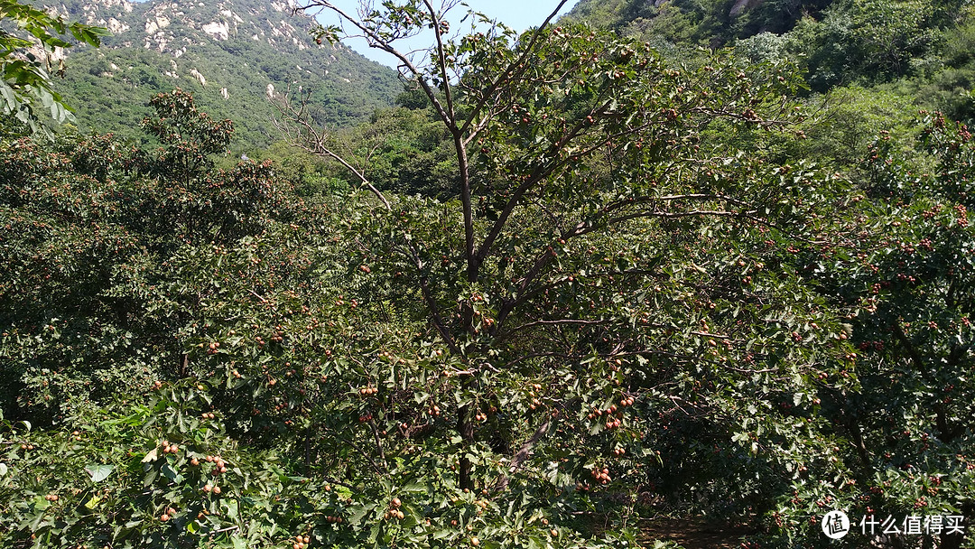 沿途有不少红果树