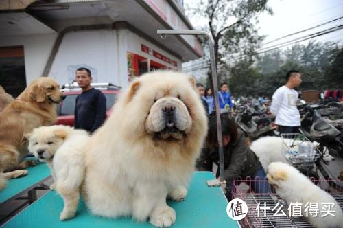 签好协议 买狗不愁  如何买到健康的狗狗