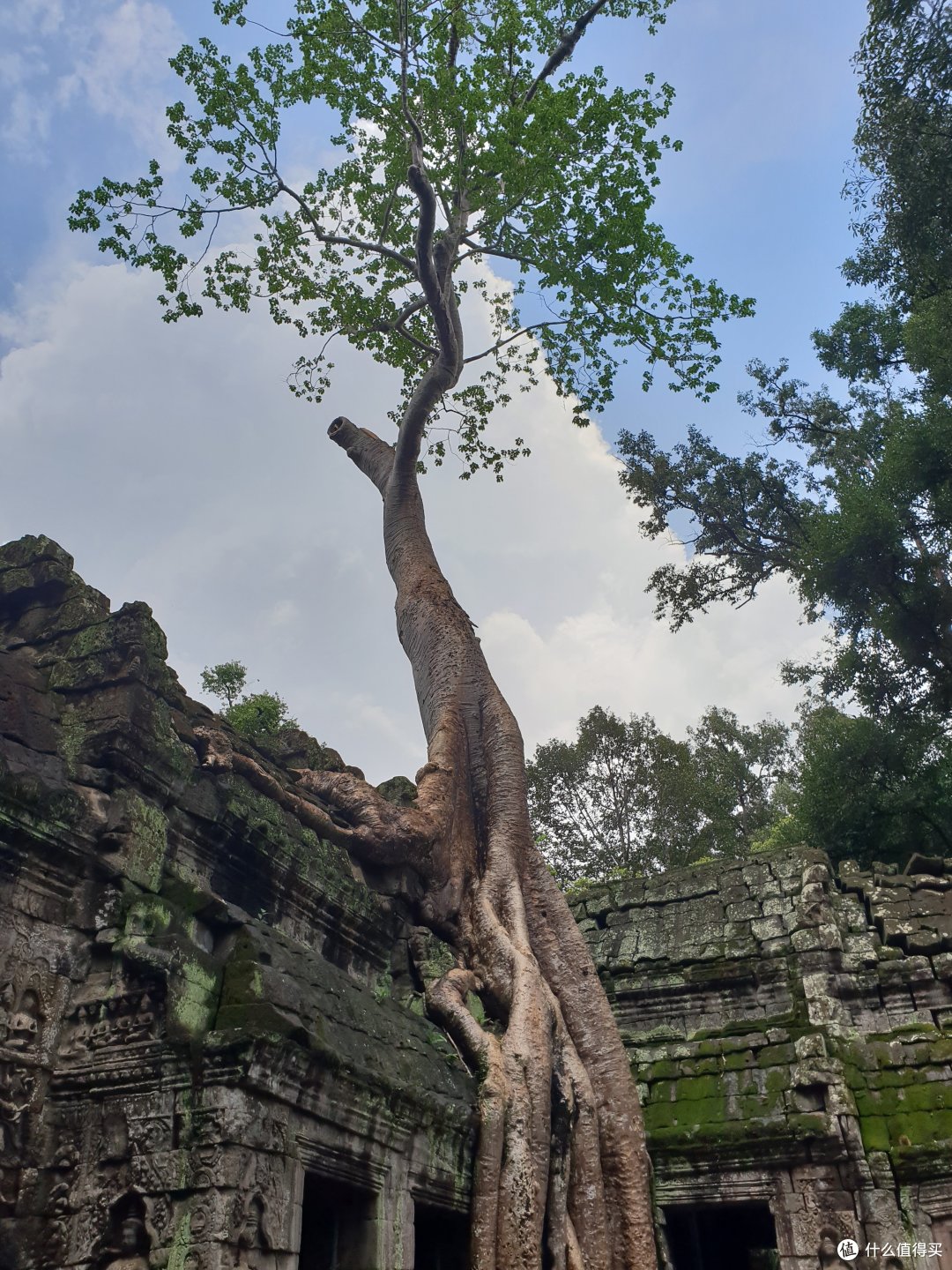 摩天大树扎根地下~
