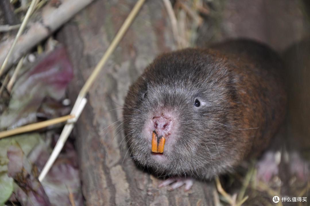 2018年物种日历篇三十八竹鼠我没中暑我没抑郁我不漂亮别红烧我