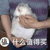 像小伙儿一样拥有一只白胖竹鼠不是梦！图片：华农兄弟