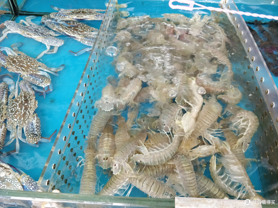 濑尿虾