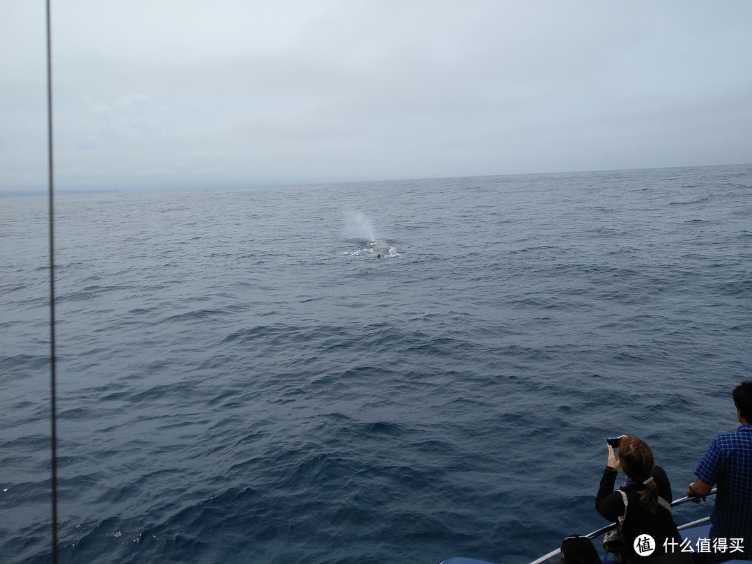 座头鲸，庞大又美丽的生物，只带了手机，所以只能拍到这个程度了。