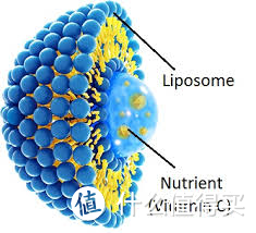 脂质体模型，中心包裹着活性成分维生素C，图片来源于网络