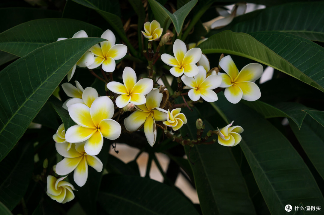 盛开时便是一树繁花。图片:Eirien / flickr