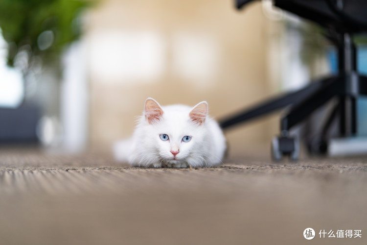 索尼FE85mmF1.8?适马FE50mmF1.4?搭配索