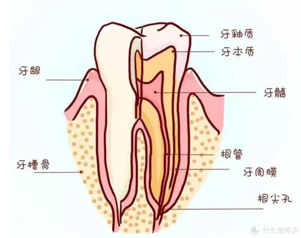 附平价口腔护理好物推荐