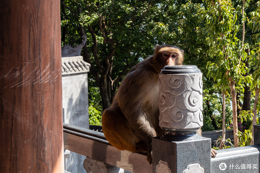 这哥们就在寺门口