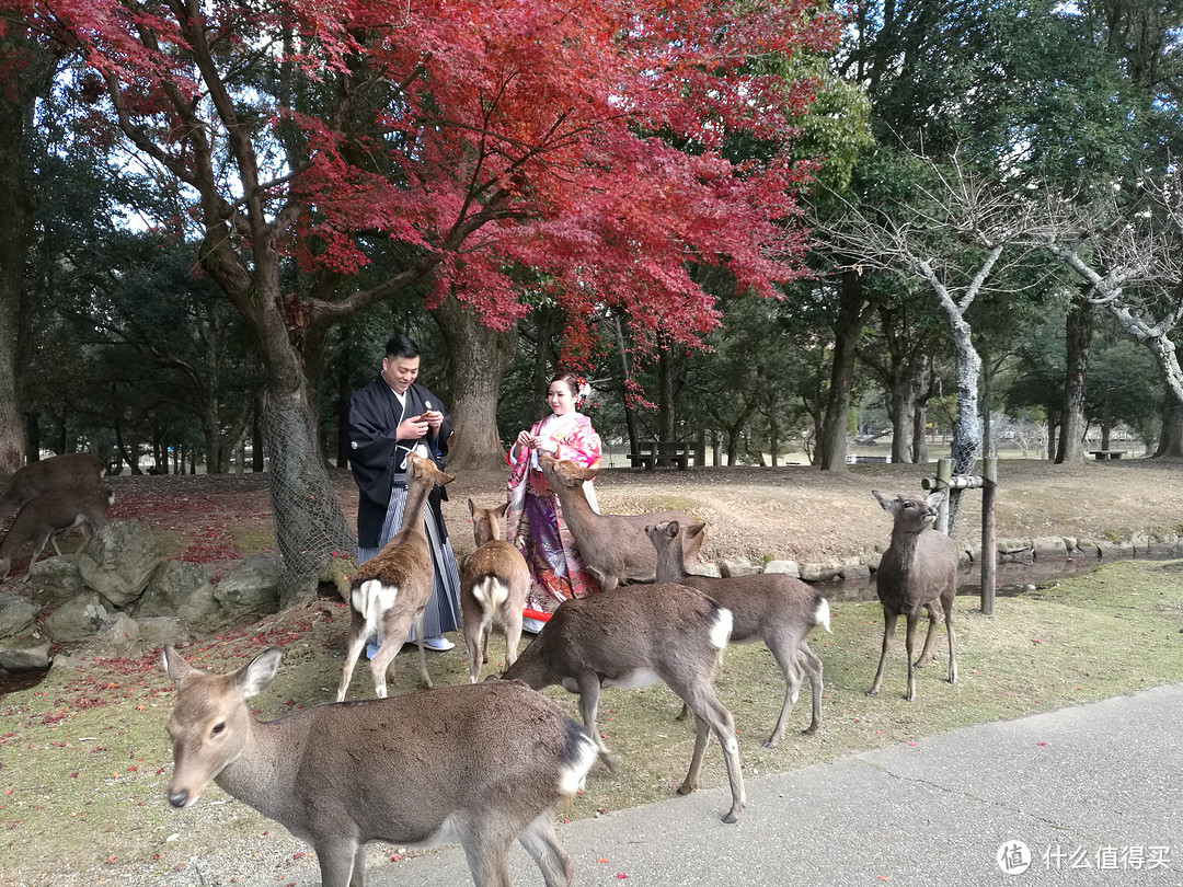 记录我的日本红叶之旅