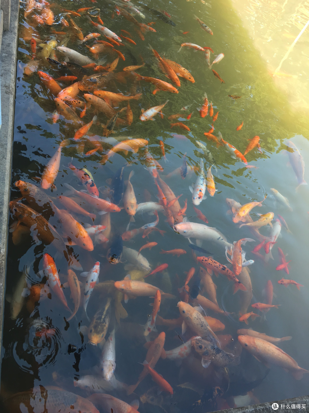 看到一池锦鲤,会有好运哦