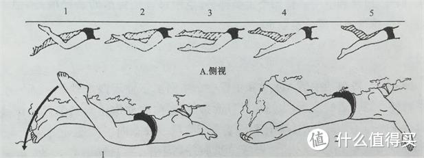 游泳技术怎么学？自由泳（爬泳）篇