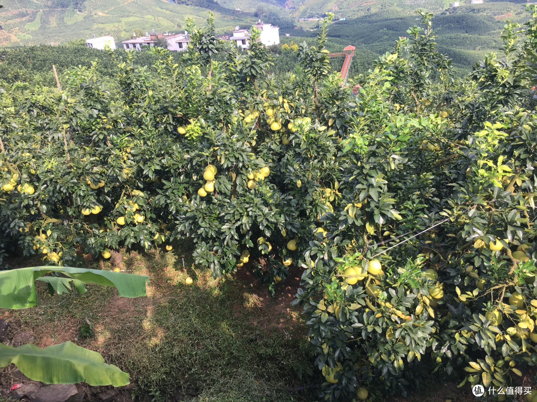 黄黄的柚子