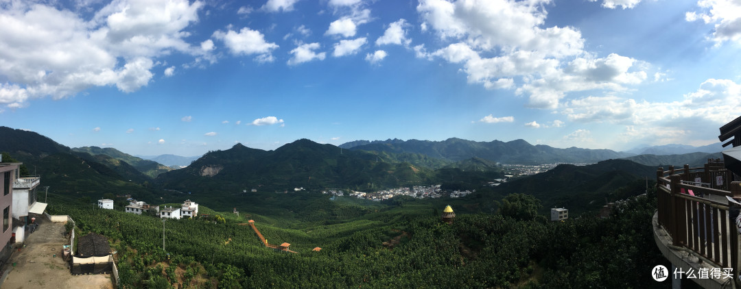 全是柚子树