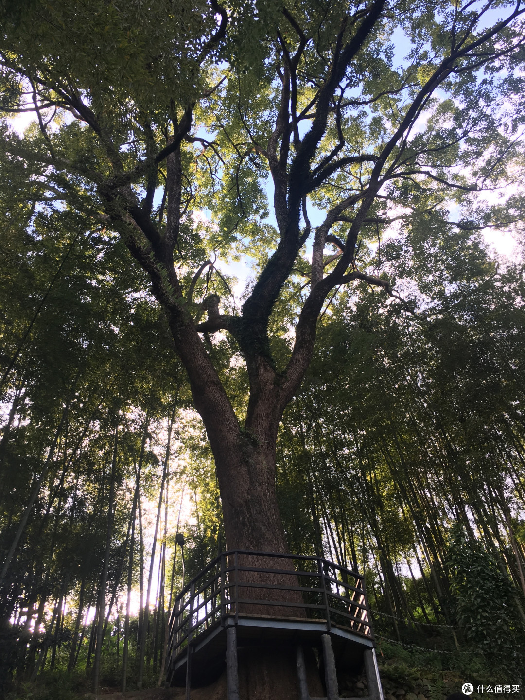夫妻树