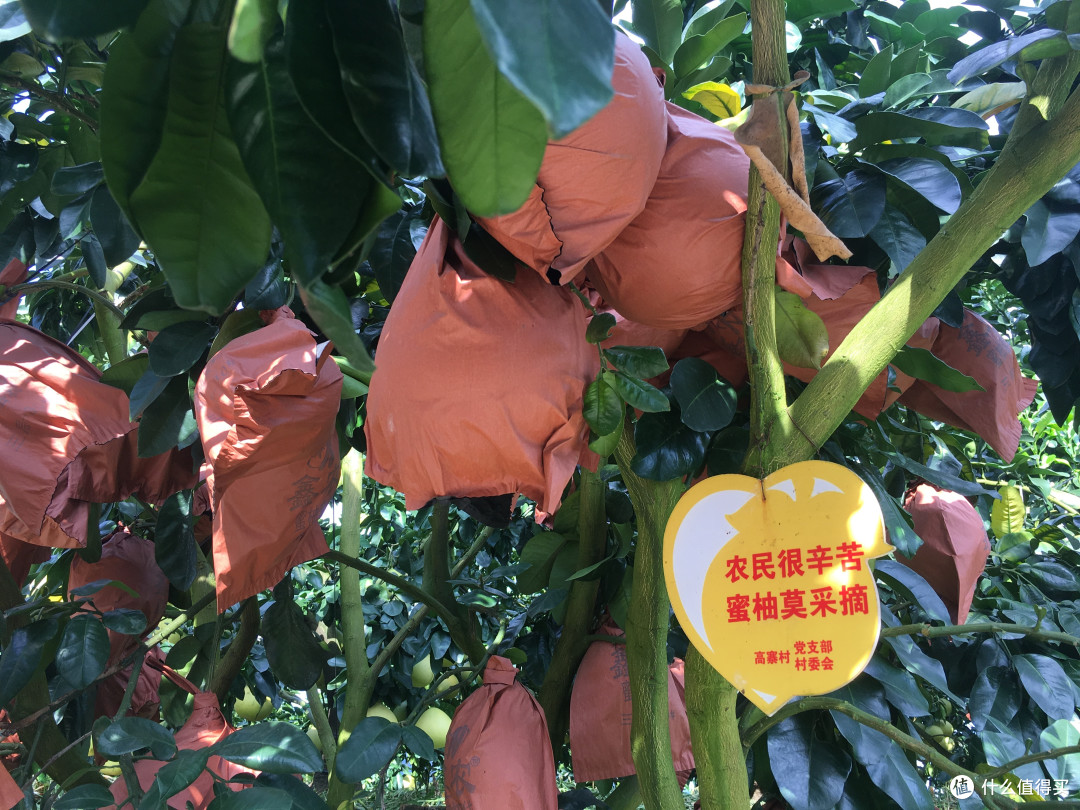 套袋的大柚子