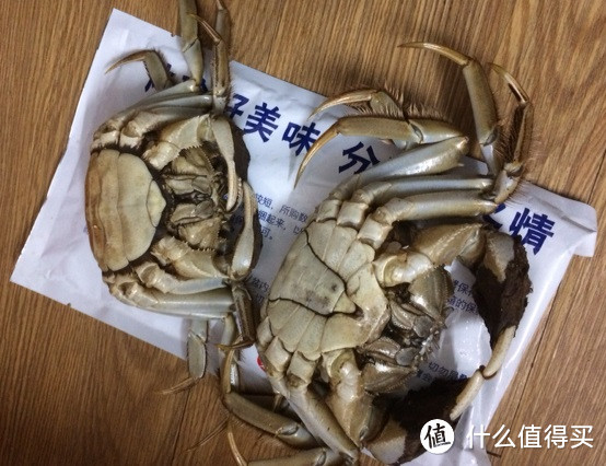 螯封嫩玉双双满，壳凸红脂块块香——品味今锦上阳澄湖大闸蟹