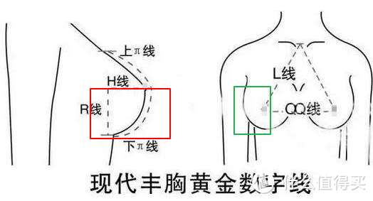 胸部训练de万字长文