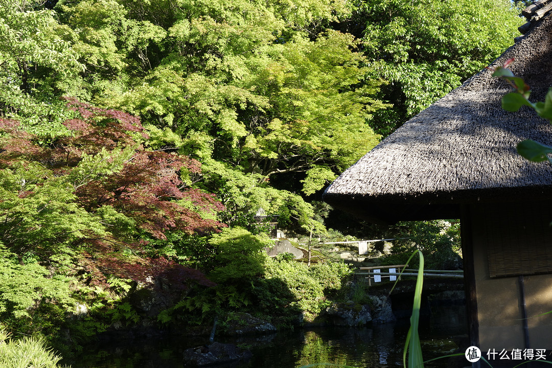 京都逛吃之旅，金阁寺、龙安寺、清水寺、平安神宫、二条城……经典景点进来看