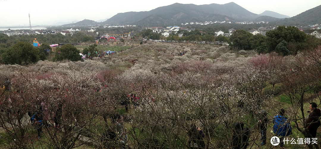 林屋洞梅花（全景）