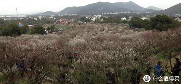 林屋洞梅花（全景）