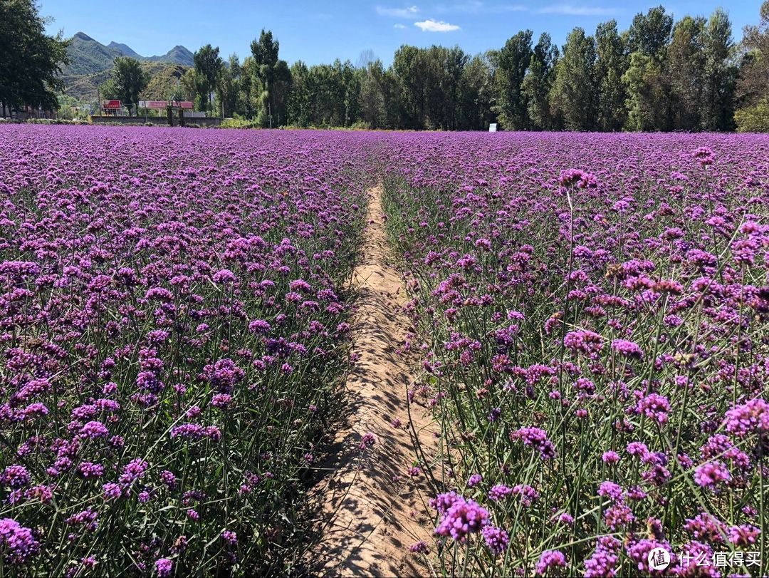 延庆附近还有个景区四季花海,据说开花的时候也还不错