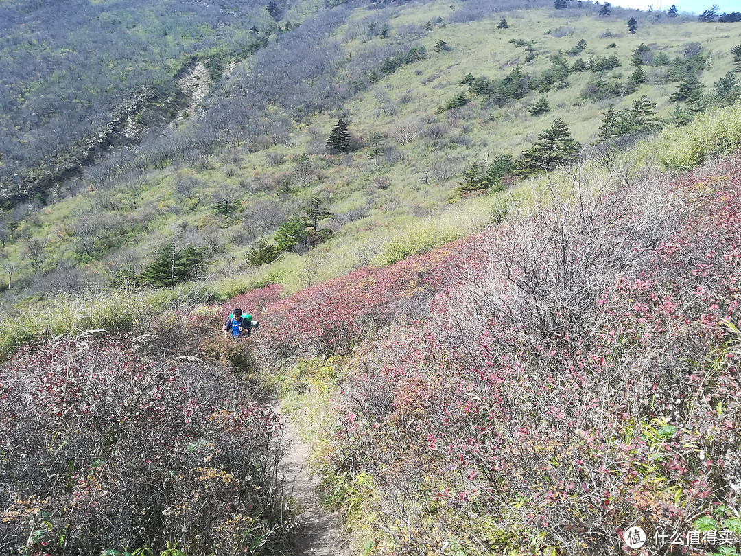 高山杜鹃林