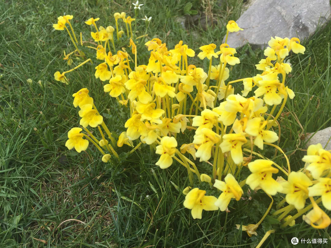 花花