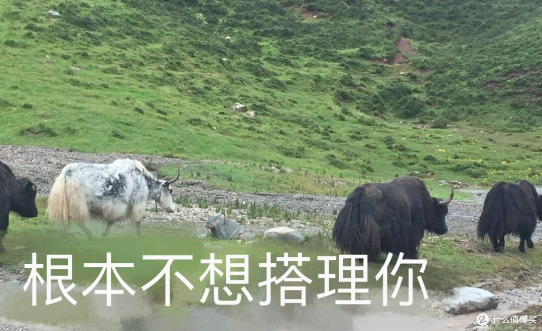 刚察、青海湖、茶卡盐湖、官鹅沟自驾游记