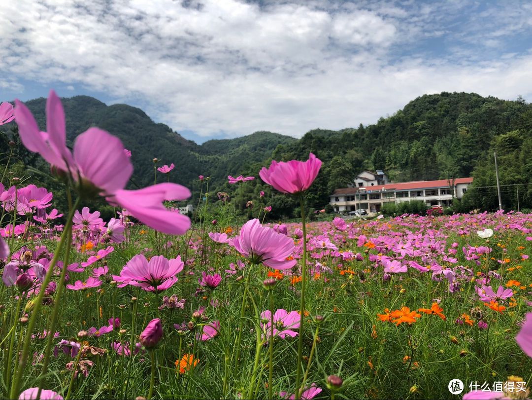 格桑花海