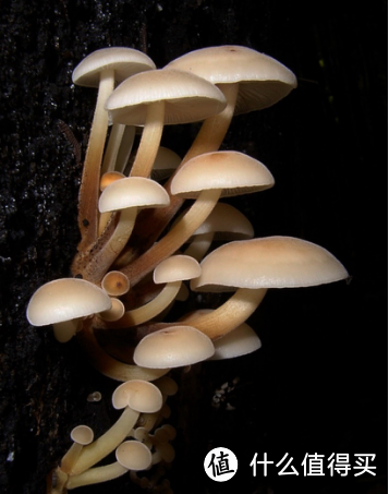 这就是今天主角金针菇的野生兄弟——丝盖冬菇（F. filiformis），注意菌柄上也有细小绒毛哦。图片：杨祝良研究员 / 昆明植物所