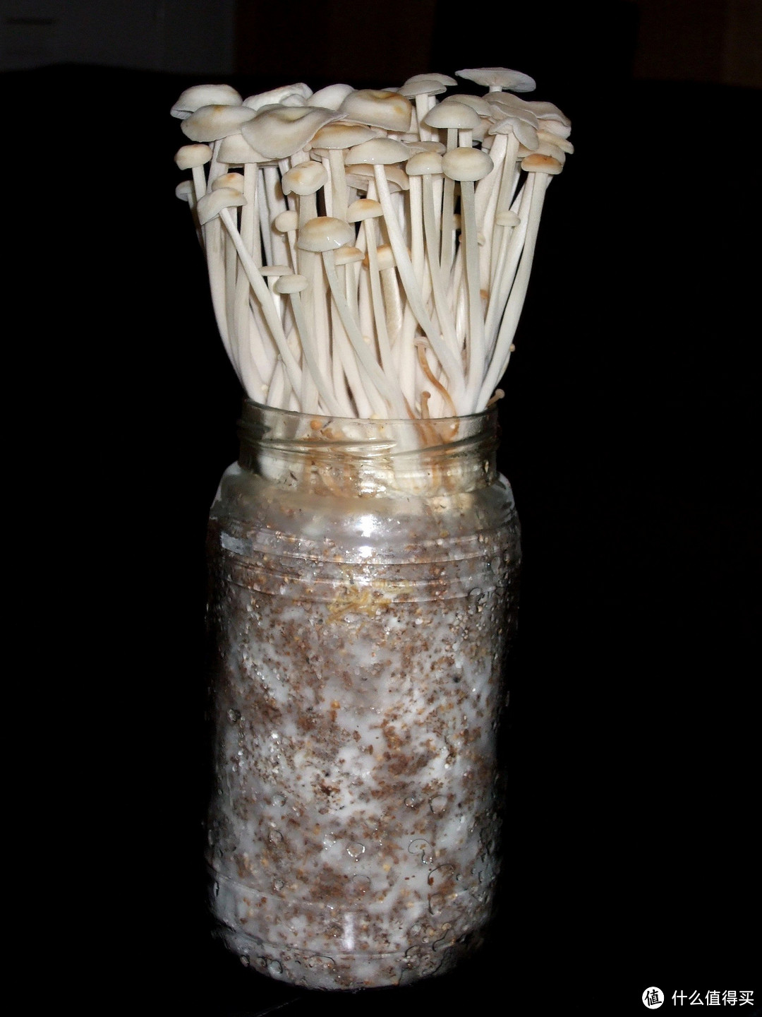 瓶栽的金针菇。图片：Wendell Smith / flickr