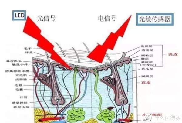 PPG示意图