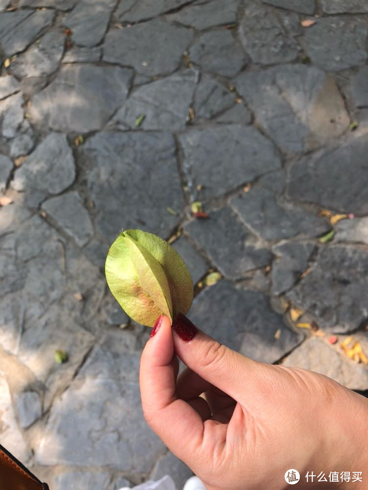 下山捡到这种植物，挺好玩的，三个角的，里面还有小果子，不知道叫什么