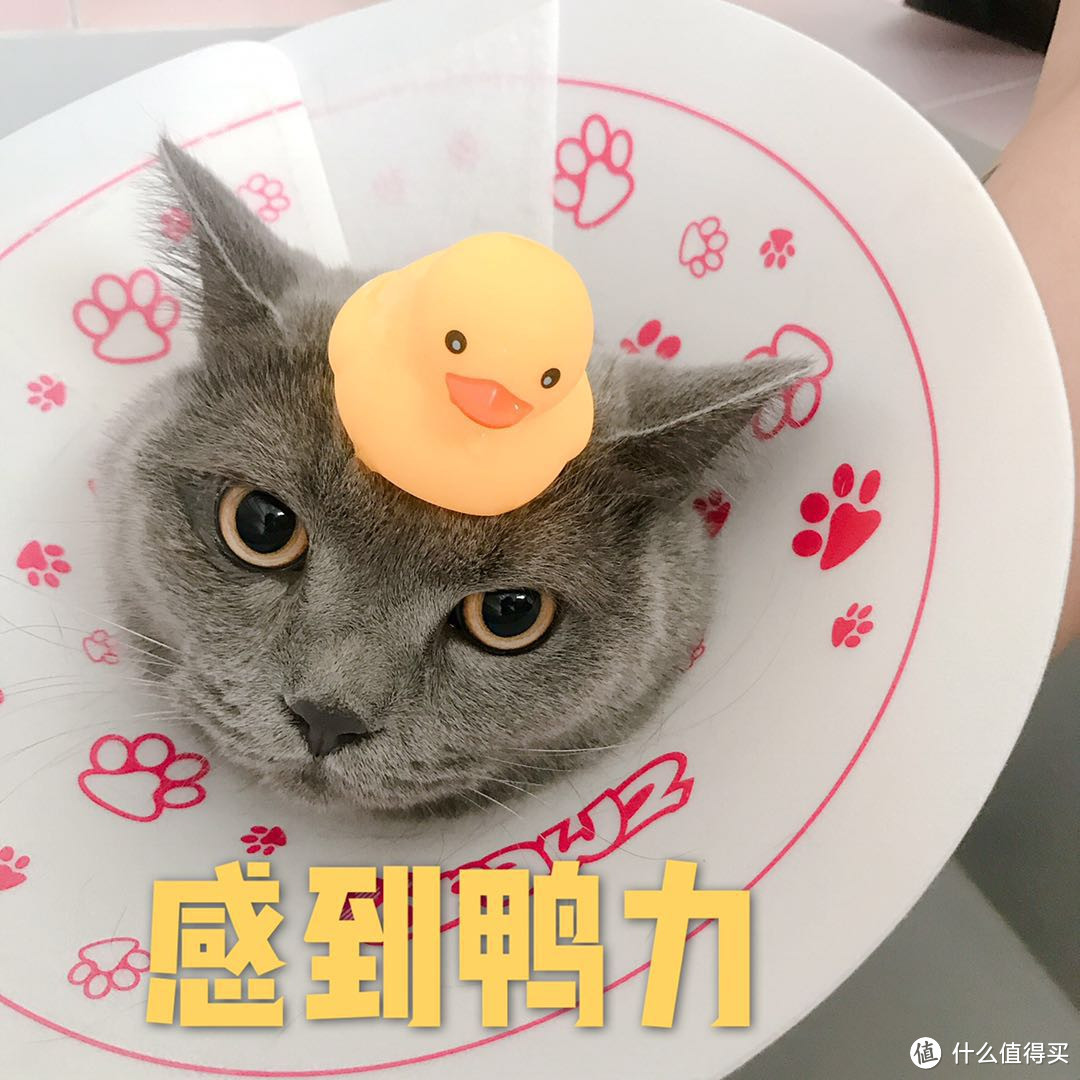 一日吸猫，终身复吸—不完全养猫指南&分享好物&晒猫片