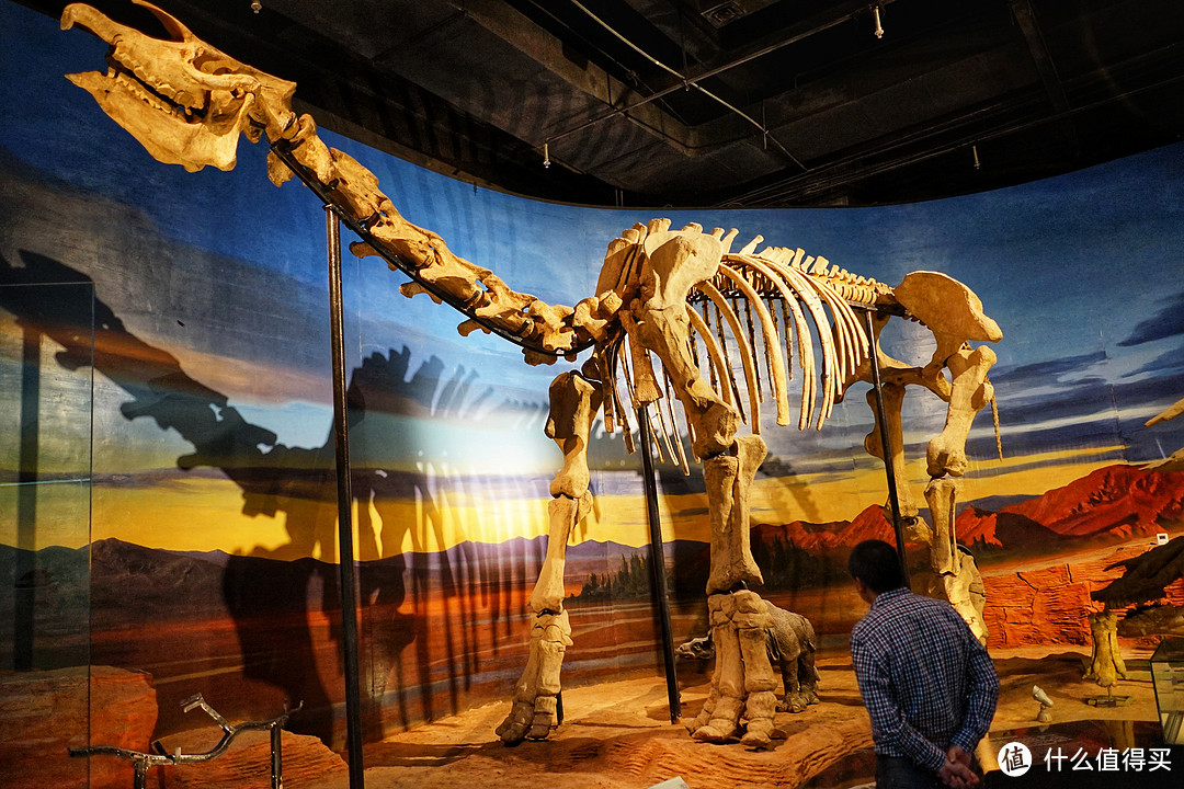 吐鲁番博物馆巨犀化石图片