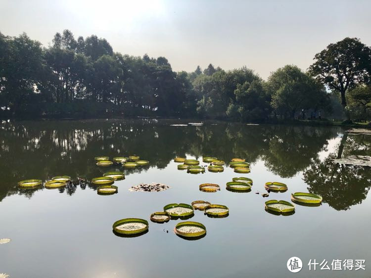 百度了一下，可能是睡莲科王莲，我是第一次见