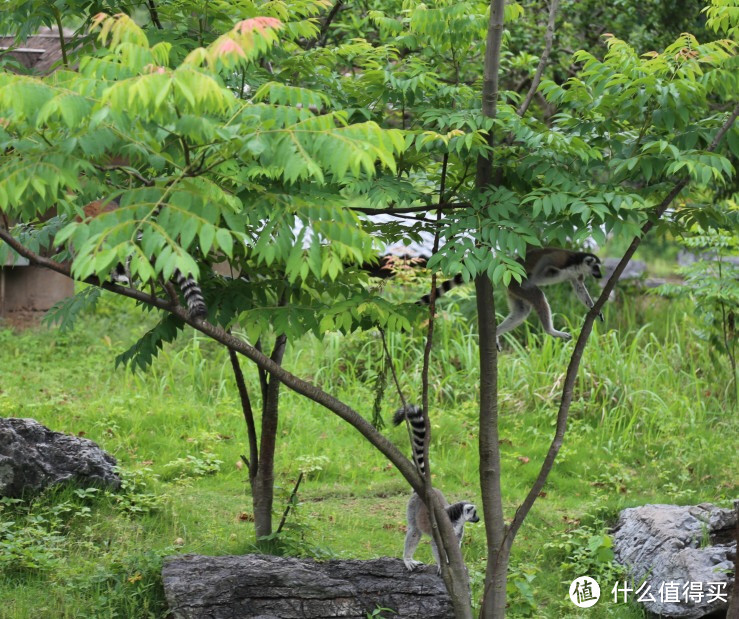 带着《动物博物馆》逛动物园，百科图鉴我只推荐它！