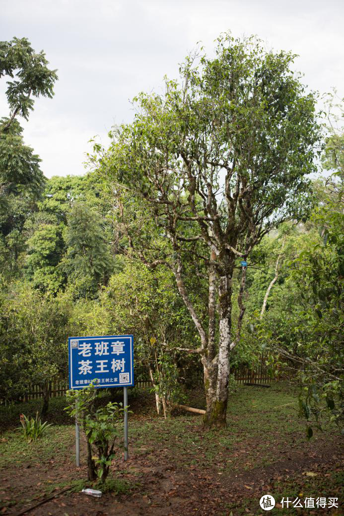 高端普洱九大特点，选购普洱注意了