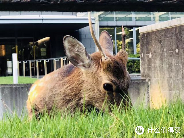 关西自由行游记篇