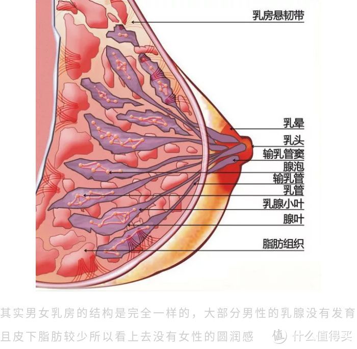 辣目男子测评女士运动内衣？是道德的沦丧还是人性的扭曲？